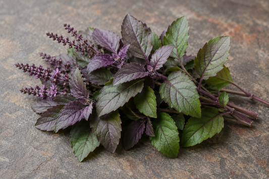 Tulsi (Holy Basil): Plant Profile, Traditional Use, and Modern Research