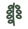 Moringa